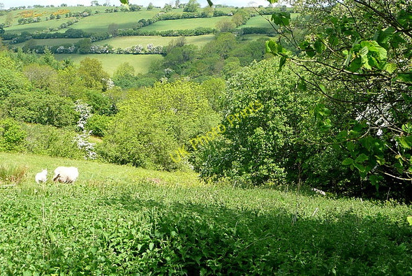 Photo 6"x4" From the bridleway Craswall\/SO2835 c2010 P1