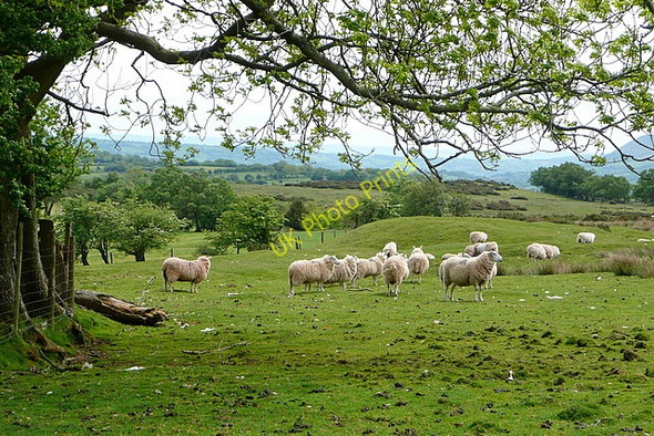 Photo 6"x4" Sheep near Cefn Hill Craswall\/SO2835 c2010