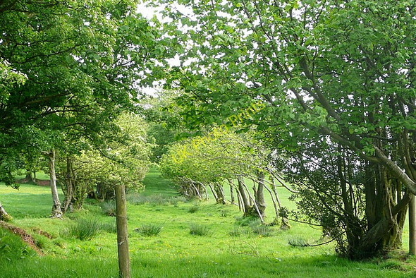 Photo 6"x4" Cefn Road Craswall\/SO2835 c2010