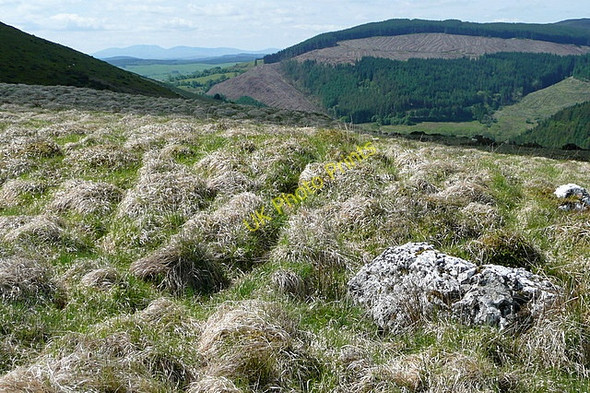 Photo 6"x4" On Mynydd Gwyn Llanwrtyd Wells c2010