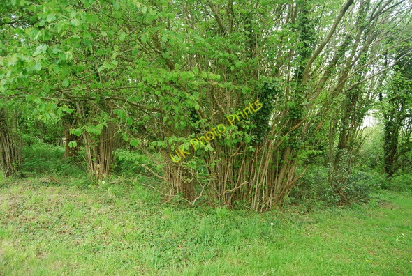Photo 6"x4" Coppiced trees, Newick Hill Newick c2010
