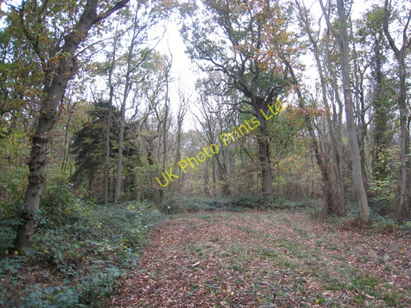 Photo 6"x4" Legbourne Wood Nature reserve Legbourne c2007
