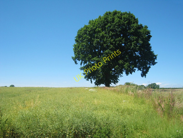 Photo 6"x4" Tree and Crop Field Stelling Minnis c2010