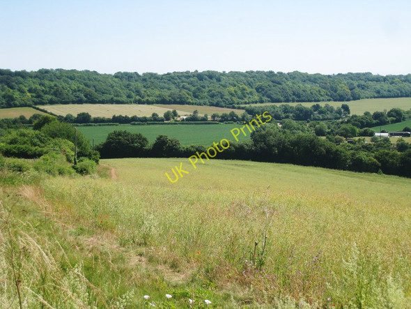 Photo 6"x4" Crop Field alongside Church Lane Waltham\/TR1048 c2010