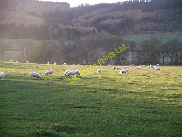 Photo 6"x4" Field near Bonnington with sheep Peebles\/NT2540 c2005