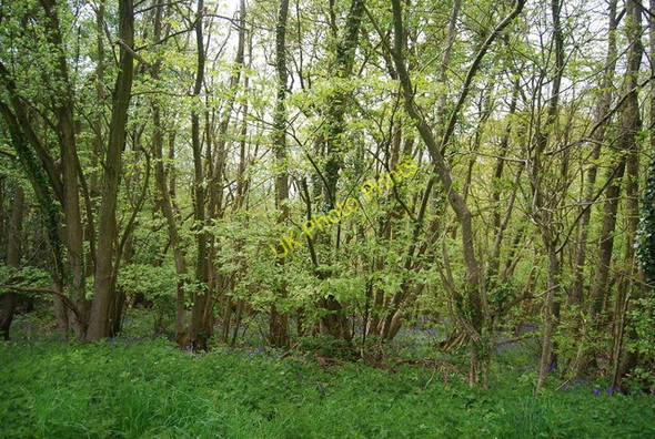 Photo 6"x4" Long Plantation Sharpthorne c2010