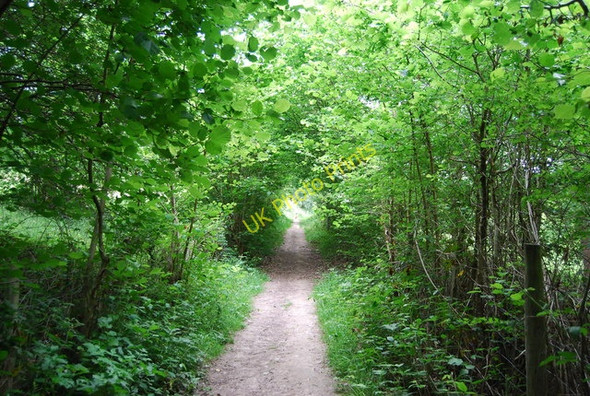 Photo 6"x4" Footpath west of Smockham Farm Royal Tunbridge Wells c2010