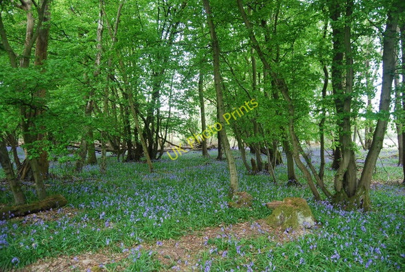 Photo 6"x4" Bluebells in Wapsbourne Wood North Chailey c2010