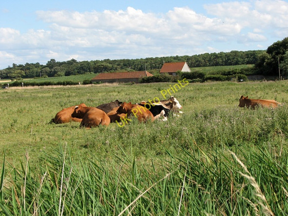 Photo 6"x4" Taking a rest Wells-Next-The-Sea c2010