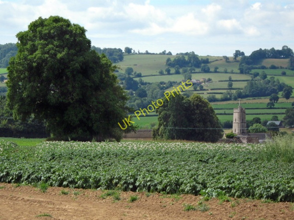 Photo 6"x4" Bean field, Kingstone Ilminster c2010