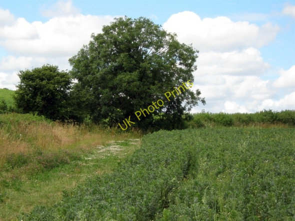 Photo 6"x4" Bean field, Allowenshay Allowenshay c2010