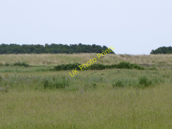 Photo 6"x4" Old sea wall at Holkham, with marsh harrier Wells-Next-The-Sea c2010