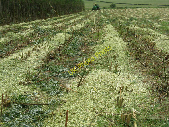 Photo 6"x4" Willow harvest - clear fell Dewartown c2010