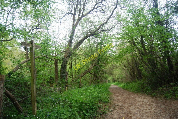 Photo 6"x4" Footpath heading south west Cinder Hill\/TQ3729 c2010