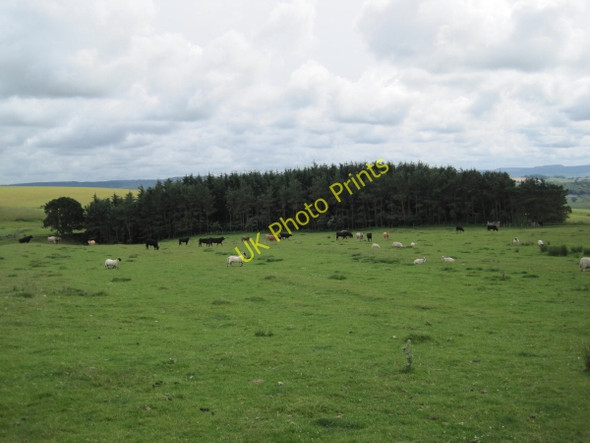 Photo 6"x4" Unnamed Plantation Alnham c2010