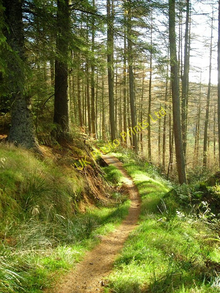 Photo 6"x4" Cycle Trail in Newcastleton Forest Greens\/NY4886 c2007