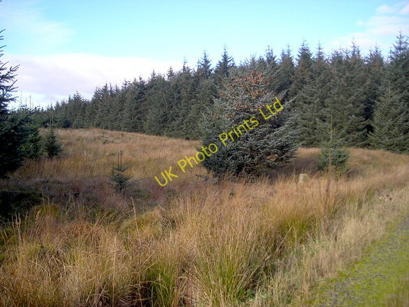 Photo 6"x4" Newcastleton Forest Greens\/NY4886 c2007