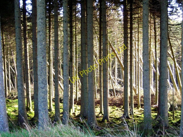 Photo 6"x4" Newcastleton Forest Whithaugh c2007