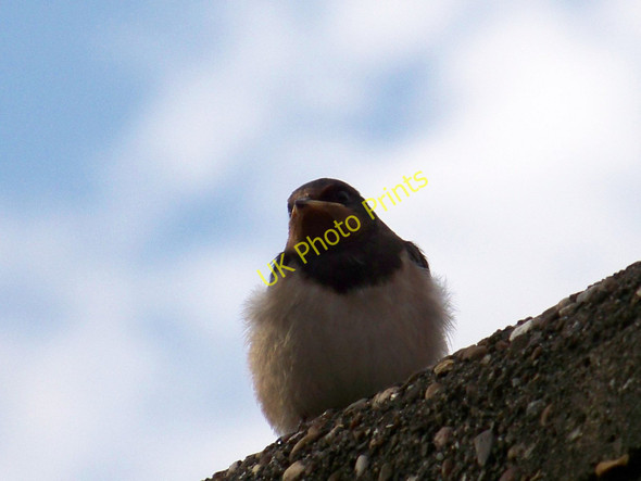 Photo 6"x4" Swallow (Hirundo rustica) On The Swallow Hotel Samlesbury c2010