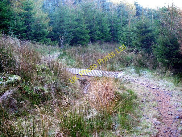 Photo 6"x4" Cycle Trail in Newcastleton Forest Whithaugh c2007 P1