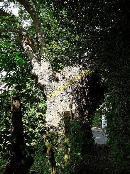 Photo 6"x4" Tree near Downe Downe\/TQ4361 c2010