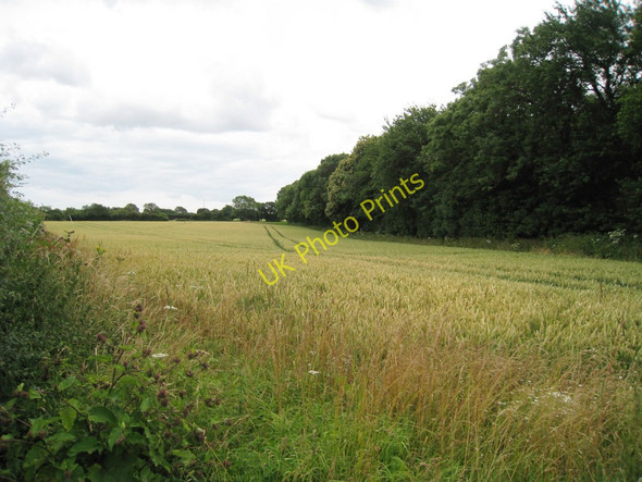 Photo 6"x4" Wheat Field off Canterbury Road Selsted c2010