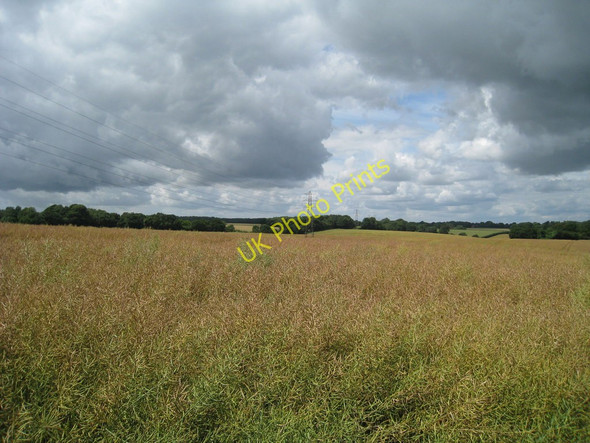 Photo 6"x4" Crop Field Wootton\/TR2246 c2010