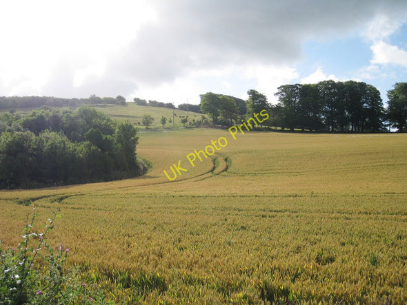 Photo 6"x4" Wheat Field in Alkham Valley Drellingore c2010