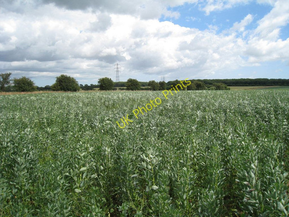 Photo 6"x4" Crop Field near Prickett's Wood Lydden\/TR2645 c2010