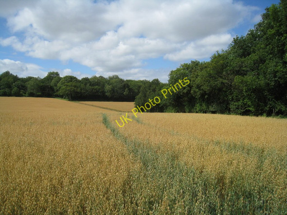 Photo 6"x4" Field of oats & Frith Wood Deane\/SU5450 c2010