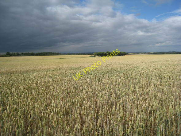 Photo 6"x4" Wheat field near Burton upon Stather Burton upon Stather c2010