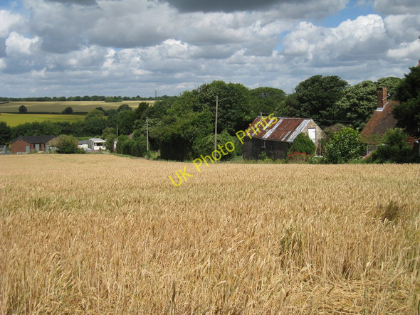 Photo 6"x4" Wheat Field beside Westfields Eythorne c2010