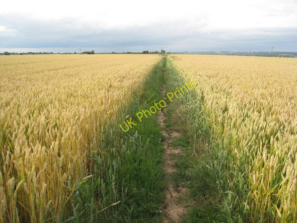 Photo 6"x4" Footpath through the wheat Winteringham c2010