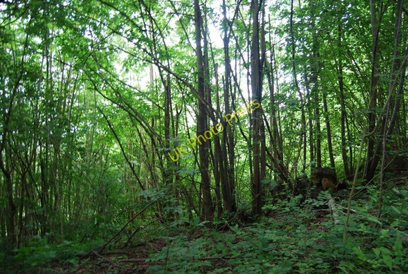 Photo 6"x4" Rooks Hill Wood Rooks Hill c2010