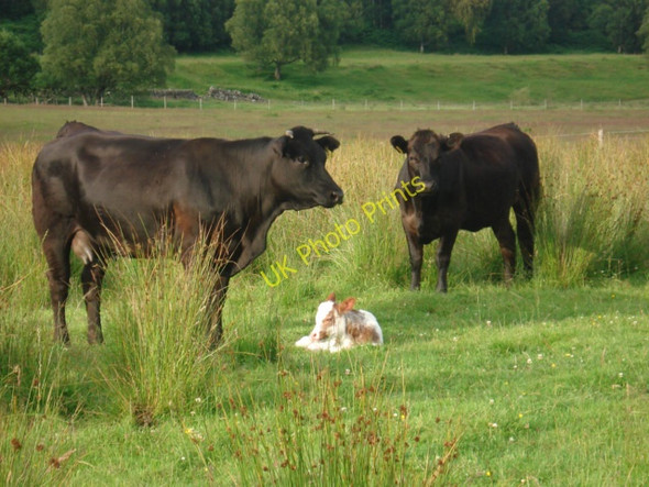 Photo 6"x4" Cows and calf Inverlair c2007