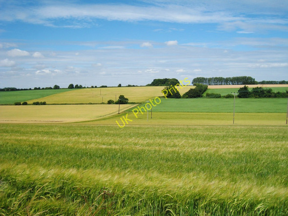 Photo 6"x4" Wheat Field off Thornton Lane Heronden\/TR2954 c2010