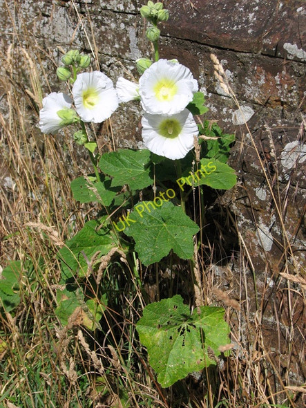 Photo 6"x4" Flowers growing on the bridge by Ellingham Mill Ellingham\/TM3692 c2010
