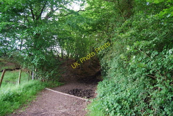 Photo 6"x4" Footpath down the Greensand escarpment Underriver c2010