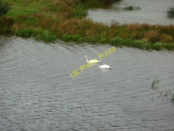 Photo 6"x4" Swans on the ponds Eglwys Fach c2008