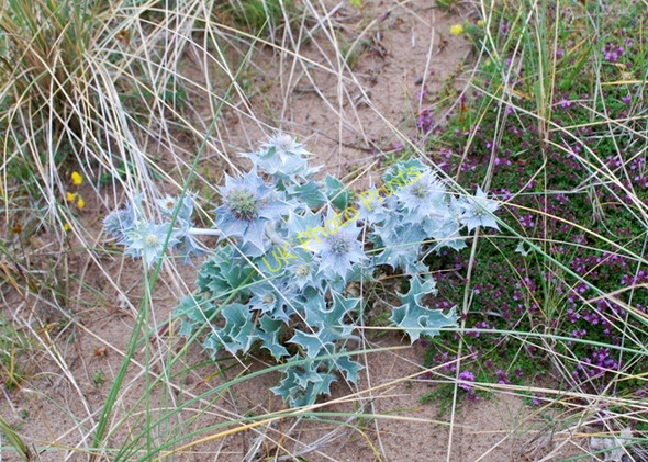 Photo 6"x4" Sea Holly [Eryngium maritimum] North Scale c2010