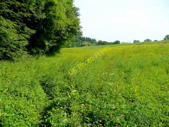 Photo 6"x4" Footpath by Allum's Grove Dymock c2010