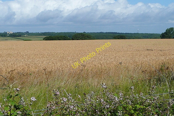 Photo 6"x4" Farmland north of Wootton Woodside\/SZ5493 c2010