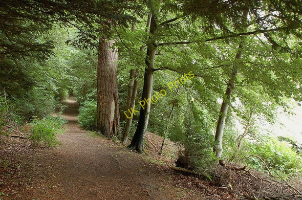 Photo 6"x4" Path, east side of Haining Loch, Selkirk Selkirk c2010