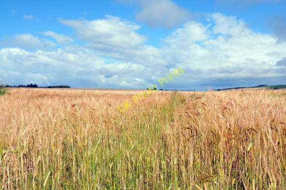 Photo 6"x4" Field near Kinbeachie Kinbeachie c2010