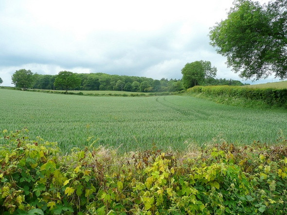 Photo 6"x4" View to Cockshoot Wood St Weonards c2010