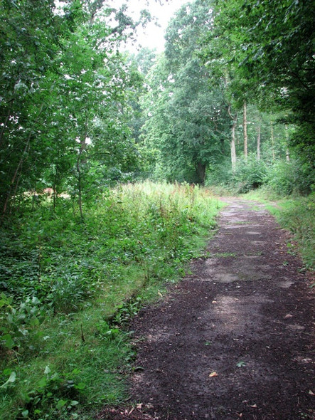 Photo 6"x4" Public footpath through Hethel Wood Penny's Green c2010