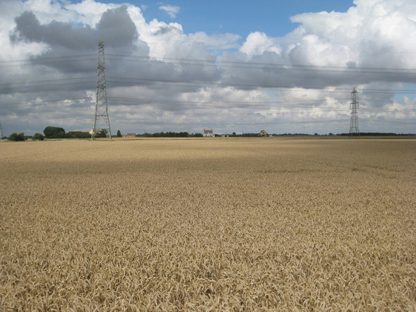 Photo 6"x4" Wheat, wheat, glorious wheat ! Keadby c2010
