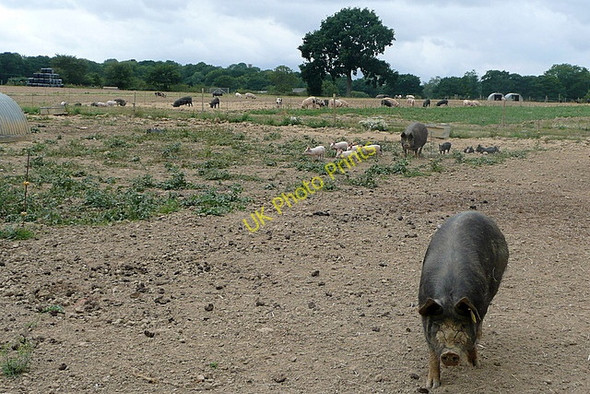 Photo 6"x4" Pigs at Brinsbury North Heath\/TQ0621 c2010