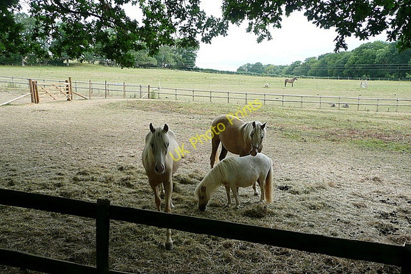 Photo 6"x4" Paddocks from the footpath Codmore Hill c2010