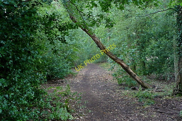 Photo 6"x4" Bridleway towards Pallingham Bedham c2010